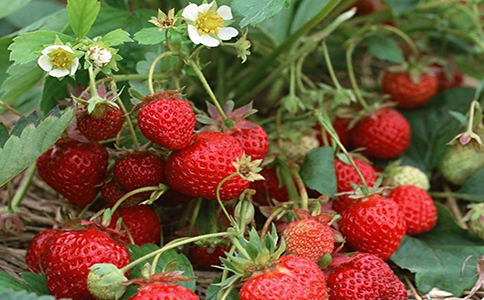 传统果蔬种植闯出新天地