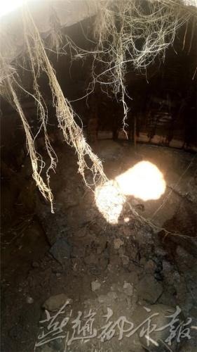 河北武邑惊现神秘古墓四具无棺古尸并排其中(图)