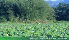 <b>到宜宾长宁看荷花 7-8月观赏最佳</b>