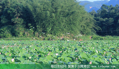 桃坪乡荷花.jpg