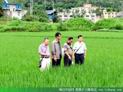 <b>水稻专家到泸县调研水稻高产创建工作</b>