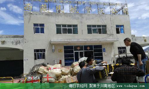 金钗石斛通过空运被送到拉萨.jpg