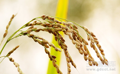 转基因水稻解决雾霾 专家：常规育种手段即可实现