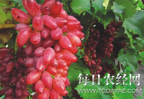 自贡富顺红乳葡萄初闯市场.jpg