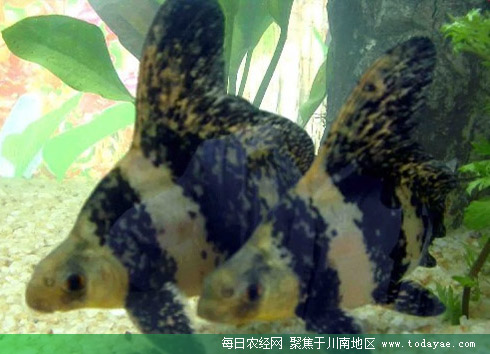 胭脂鱼.jpg