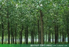 <b>上半年 泸州生态林业建设成效显著</b>