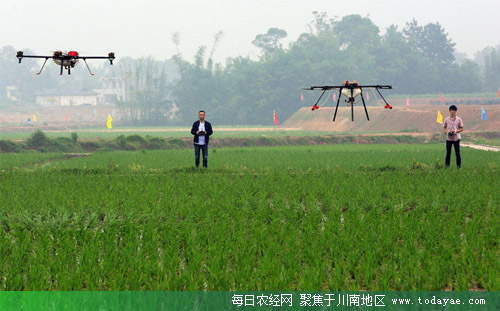 植保无人机穿越在<a  data-cke-saved-href=http://www.luzhouol.cn href=http://www.luzhouol.cn target=_blank class=infotextkey>泸州</a>田间.jpg