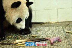 <b>碧峰峡基地大熊猫“芊芊”产下双胞胎</b>