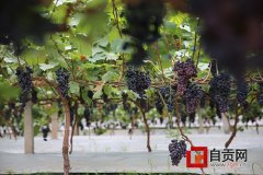 <b>农业观光新去处 自贡荣边葡萄香甜</b>
