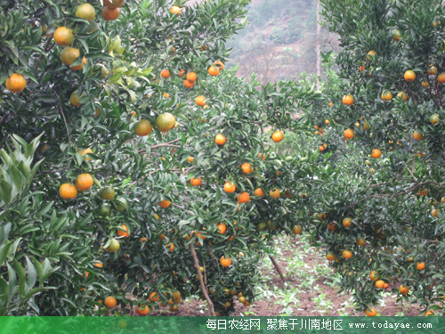 <a  data-cke-saved-href=http://www.luzhouol.cn href=http://www.luzhouol.cn target=_blank class=infotextkey>泸州</a>产业扶贫硕果累累.jpg