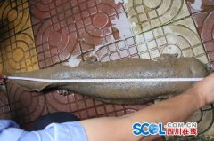 <b>巴州区发现该区迄今最大野生娃娃鱼 长达一米</b>