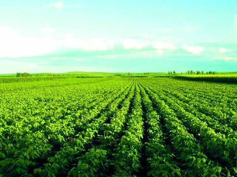 自贡<a  data-cke-saved-href=http://www.todayae.com href=http://www.todayae.com target=_blank class=infotextkey>农业</a>产业化.jpg