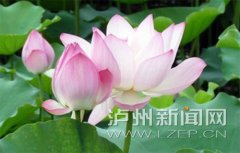<b>7月10日 泸州合江荷塘荔色生态旅游周开放</b>