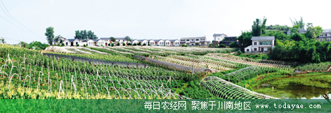 <a  data-cke-saved-href=http://www.luzhouol.cn href=http://www.luzhouol.cn target=_blank class=infotextkey>泸州</a>青山村蔬菜基地.jpg