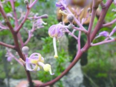 <b>四川攀枝花发现灭绝物种 200株野生云南梧桐“复活”</b>