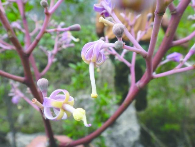 四川发现灭绝物种 200株野生云南梧桐“复活”(图)