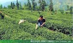 <b>打造千亿产业 四川茶叶迎考下半场</b>