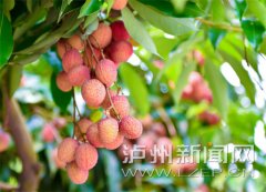 <b>合江荔枝节今日开幕 持续至8月5日</b>