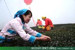 <b>泸州打造全国知名的特早茶基地</b>