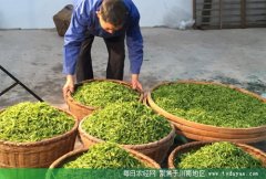 <b>泸州纳溪：茶园套种花生 农民每亩增收600元</b>