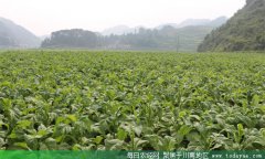 <b>今年 泸州计划收购30万担烟叶</b>