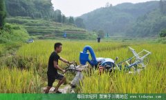 <b>风吹稻花香 铁牛活跃在川南田间</b>