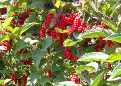 <b>中国科学家在五味子中发现抗艾滋病毒成分</b>