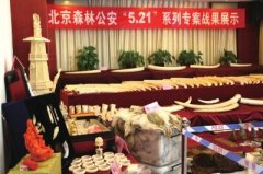 <b>北京破获最大贩卖象牙案 涉案价值2439万元(图)</b>