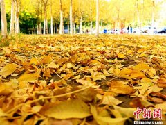 <b>新疆托克逊秋景如画</b>