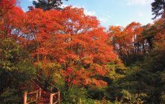 <b>峨眉山红叶彩林炫丽 现为最佳观赏时间</b>