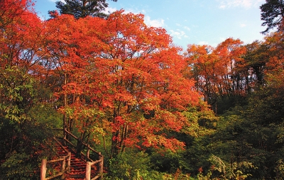 峨眉山红叶彩林.jpg