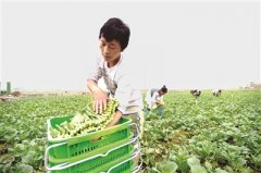 <b>四川菜博会开幕 首日签约项目28个</b>