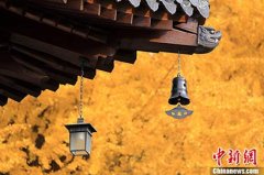 <b>西安古刹千年银杏树满目金黄 引游客纷至沓来</b>