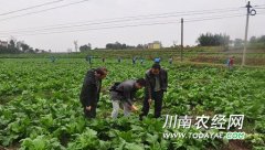 <b>泸州农技专家田间传授种植户技术</b>