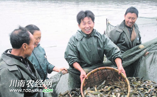 乐山龙滩渔业专业合作社的工人在打捞大泥鳅.jpg