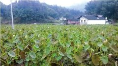 <b>4万斤香芋滞销 泸州驻村干部3天推销上万斤</b>