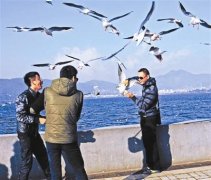 <b>游客在昆明抓海鸥开心留影 警方将追责虐鸥嫌疑人</b>
