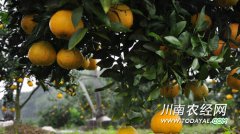 <b>统筹城乡发展综合示范建设 泸州大渡口先行先试</b>