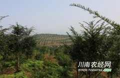 <b>泸州：纳溪区珍稀树木基地超8万亩</b>
