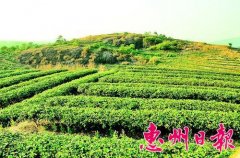 <b>广东惠州：引种岩茶拓宽山区农民创业路</b>
