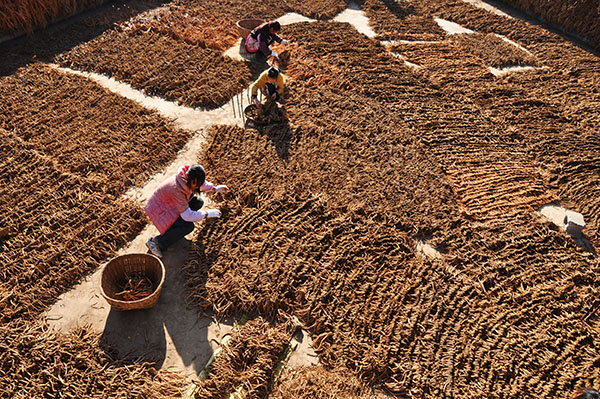 <b>贵州威宁：晒中药 迎丰年</b>