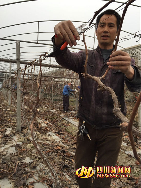 陈卫红在葡萄园修剪枝桠