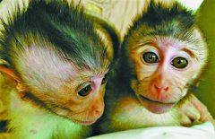 <b>我国科学家世界首建自闭症猴模型</b>