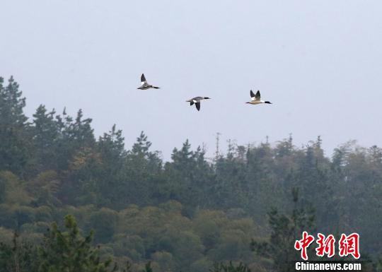 中华秋沙鸭在浙江安吉越冬 夏鹏飞 摄