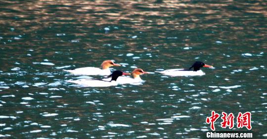 “鸟类中的大熊猫”——中华秋沙鸭 夏鹏飞 摄