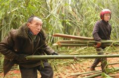 <b>泸州75岁老人开山种竹15年 现700亩竹子何去何从</b>