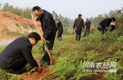 <b>纳溪丰乐：栽下珍稀树木 发展乡村生态旅游</b>