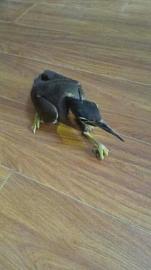 广元发现的海南虎斑鳽，已无力站立。