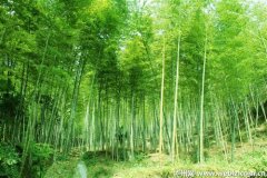 <b>今年泸州将新建竹林基地8万亩</b>