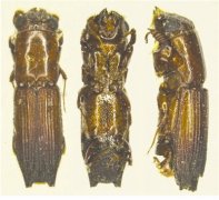 <b>全国首次 泸州截获波氏长小蠹</b>